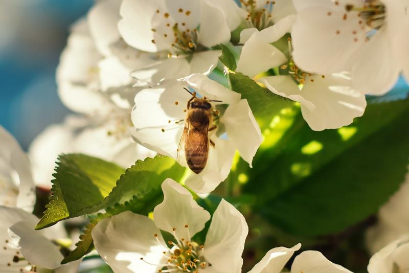 ODS 15 - A biodiversidade escondida à nossa volta